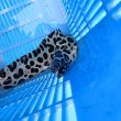 画像12: 《近海産海水魚》☆熊野灘産☆ニセゴイシウツボ（画像の激美個体です）…当店ハンドコート採取