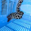 画像2: 《近海産海水魚》☆熊野灘産☆ニセゴイシウツボ（画像の激美個体です）…当店ハンドコート採取