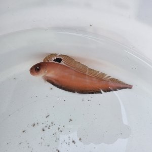 画像: 《近海産海水魚》【珍】インドアカタチ（尾鰭に損傷有）…ハンドコート採取