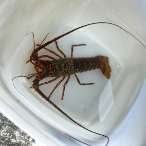 画像: 《近海産甲殻類》イセエビ（SMサイズ）…ハンドコート採取