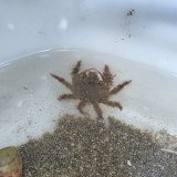 画像: 《近海産甲殻類》コワタクズガニ（画像の個体です）