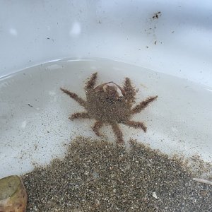 画像: 《近海産甲殻類》コワタクズガニ（画像の個体です）