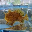 画像2: 《近海産海水魚》【多皮弁タイプ】カエルアンコウ（画像の個体です）