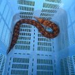 画像7: 《近海産海水魚》☆★龍魚トラウツボ（画像の個体です）…美色