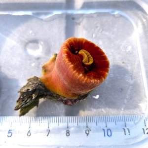 画像: 《近海産海洋生物》ハナタテMLサイズ　1本物…‥強い光は必要ありません（室内灯程度で十分です）