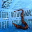 画像8: 《近海産海水魚》☆★龍魚トラウツボ（画像の個体です）…美色