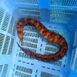 画像5: 《近海産海水魚》☆★龍魚トラウツボ（画像の個体です）…美色