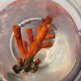 画像: 《近海産海洋生物》エントウキサンゴ‥強い光は必要ありません（室内灯程度で十分です）