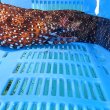 画像3: 《近海産海水魚》☆★龍魚トラウツボ（画像の個体です）…美色