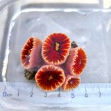 画像: 《近海産海洋生物》ハナタテ　多本付き‥強い光は必要ありません（室内灯程度で十分です）