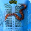 画像2: 《近海産海水魚》☆★龍魚トラウツボ（画像の個体です）…美色