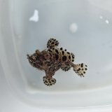 画像: 《近海産海水魚》カエルアンコウ（画像の個体です）