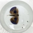 画像2: 《近海産海水魚》セミホウボウ（Mサイズ）画像の個体です …ハンドコート採取