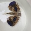 画像5: 《近海産海水魚》セミホウボウ（Mサイズ）画像の個体です …ハンドコート採取