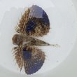 画像3: 《近海産海水魚》セミホウボウ（Mサイズ）画像の個体です …ハンドコート採取