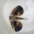 画像4: 《近海産海水魚》セミホウボウ（Mサイズ）画像の個体です …ハンドコート採取