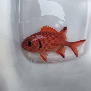 画像: 《近海産海水魚》アカマツカサ（SMサイズ）1匹…ハンドコート採取