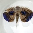 画像1: 《近海産海水魚》セミホウボウ（Mサイズ）画像の個体です …ハンドコート採取