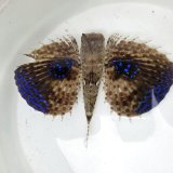 画像: 《近海産海水魚》セミホウボウ（Mサイズ）画像の個体です …ハンドコート採取
