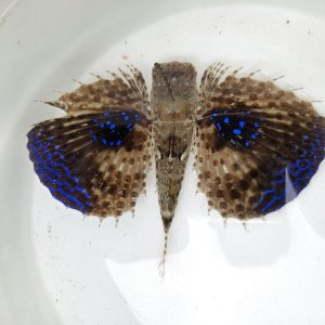 画像: 《近海産海水魚》セミホウボウ（Mサイズ）画像の個体です …ハンドコート採取