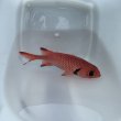 画像12: 《近海産海水魚》アカマツカサ（SMサイズ）1匹…ハンドコート採取‥サマーセール中！！