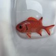 画像11: 《近海産海水魚》アカマツカサ（SMサイズ）1匹…ハンドコート採取‥サマーセール中！！