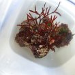画像2: 《近海産海洋生物》カキツバタ　ブロック（海藻類、石灰藻活着）画像の個体です…ハンドコート採取