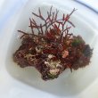 画像1: 《近海産海洋生物》カキツバタ　ブロック（海藻類、石灰藻活着）画像の個体です…ハンドコート採取