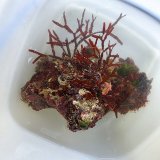 画像: 《近海産海洋生物》カキツバタ　ブロック（海藻類、石灰藻活着）画像の個体です…ハンドコート採取