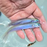 画像: 《近海産》☆★☆日本型、美種！ハナハゼ…当店ハンドコート採取