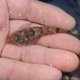 画像: 《近海産海水魚》ネズッポ科の1種（画像の個体です）