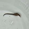 画像1: 《近海産海水魚》【東紀州産ワイルド個体】オオウミウマ（画像の雄個体です）…当店ハンドコート採取