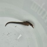 画像: 《近海産海水魚》【東紀州産ワイルド個体】オオウミウマ（画像の雄個体です）…当店ハンドコート採取