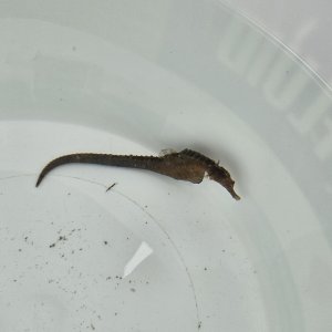 画像: 《近海産海水魚》【東紀州産ワイルド個体】オオウミウマ（画像の雄個体です）…当店ハンドコート採取