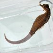画像2: 《近海産海水魚》【東紀州産ワイルド個体】オオウミウマ（画像の雄個体です）…当店ハンドコート採取