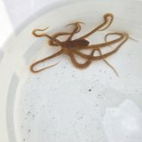 画像: 《近海産甲殻類》テギレダコ（画像の個体です）珍入荷…ハンドコート採取