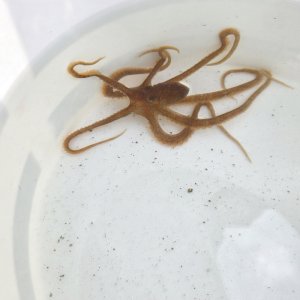 画像: 《近海産甲殻類》テギレダコ（画像の個体です）珍入荷…ハンドコート採取