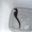 画像1: 《近海産海水魚》【東紀州産ワイルド個体】オオウミウマ（画像の雄個体です）…当店ハンドコート採取