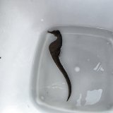 画像: 《近海産海水魚》【東紀州産ワイルド個体】オオウミウマ（画像の雄個体です）…当店ハンドコート採取