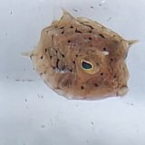 画像: 《近海産海水魚》シマウミスズメのベビー【激レアサイズ】…ハンドコート採取