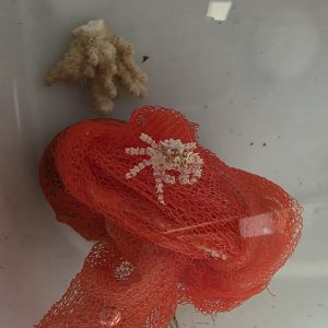 画像: 《近海産甲殻類》【珍】イソコンペイトウガニ（画像の個体です）…当店ハンドコート採取