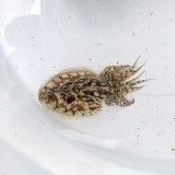 画像: 《近海産甲殻類》コウイカ（SSサイズ）‥【激レアサイズ】
