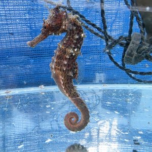 画像: 《近海産海水魚》【南伊勢産ワイルド個体】オオウミウマ（画像の皮弁多個体です）…当店ハンドコート採取
