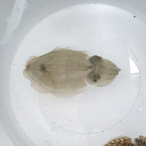 画像: 《近海産甲殻類》カミナリイカ（SＭサイズ）‥【珍サイズ】