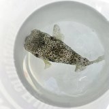 画像: 《近海産海水魚》イシガキフグ(MLサイズ)…ハンドコート採取