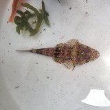 画像: 《近海産海水魚》セレベスゴチ・・・画像の個体です