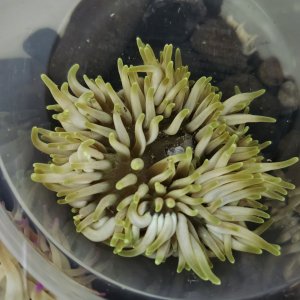 画像: キッカイソギンチャク　グリーン系