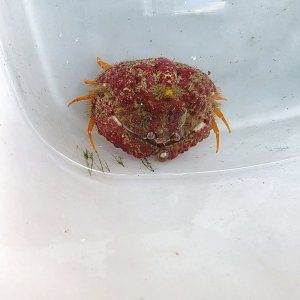 画像: 《近海産甲殻類》コブカラッパ(画像の個体です)…ハンドコート採取