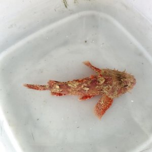 画像: 《近海産海水魚》コクチフサカサゴ（画像の個体です）・・ハンドコート採取