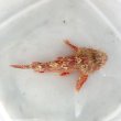 画像2: 《近海産海水魚》コクチフサカサゴ（画像の個体です）・・ハンドコート採取
